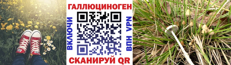 Псилоцибиновые грибы GOLDEN TEACHER  Ярославль 